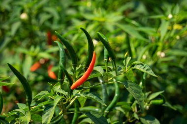 Çalı üzerine biber, baharatlı sebze tarımı 