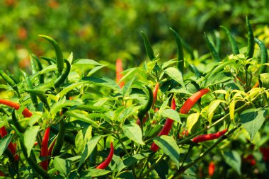Çalı üzerine biber, baharatlı sebze tarımı 