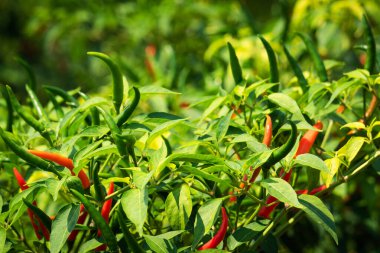 Çalı üzerine biber, baharatlı sebze tarımı 