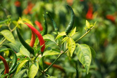 Çalı üzerine biber, baharatlı sebze tarımı 