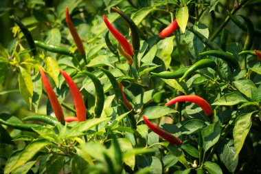 Çalı üzerine biber, baharatlı sebze tarımı 