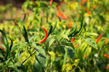 Çalı üzerine biber, baharatlı sebze tarımı 