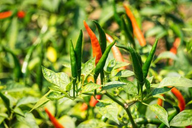 Çalı üzerine biber, baharatlı sebze tarımı 