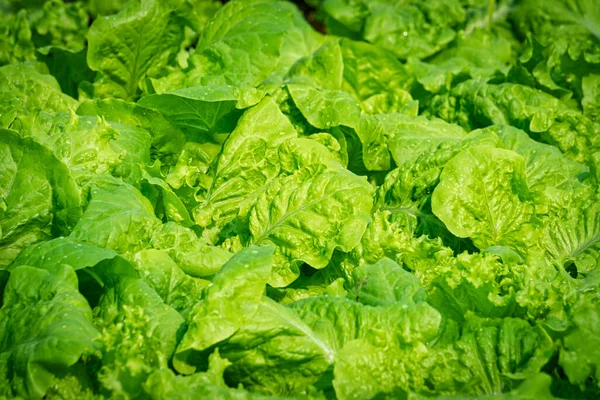 Lechuga Primer Plano Ensalada Fresca Verde —  Fotos de Stock