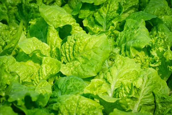 Lechuga Primer Plano Ensalada Fresca Verde —  Fotos de Stock