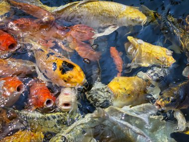 Koi sazanı, Japon bahçesindeki balık sürüsü.