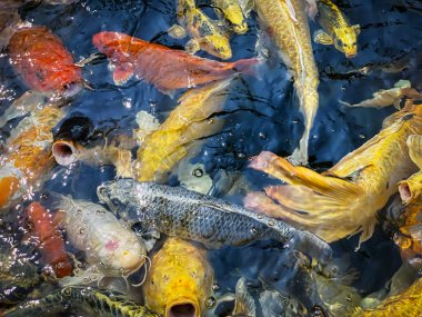Koi sazanı, Japon bahçesindeki balık sürüsü.