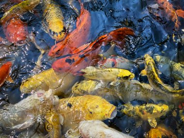 Koi sazanı, Japon bahçesindeki balık sürüsü.