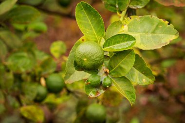 Ağaçta kireç meyvesi, turunçgillere yakın.