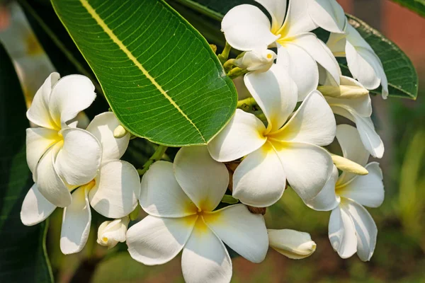 Plumeria Blanco Primer Plano Las Cabezas Flores Tropicales Flor — Foto de Stock