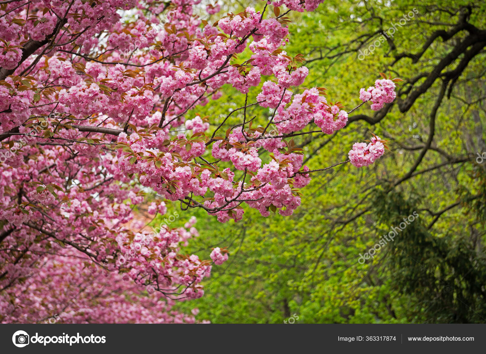Cerisier Avec Fleur Rose Arbre Fleur Printemps Image Libre De Droit Par Pressdigital C Cerisier Avec Fleur Rose Arbre Fleur Printemps Image Libre De Droit Par Pressdigital C