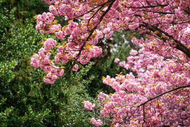 Pembe çiçekli kiraz ağacı İlkbaharda açan ağaç