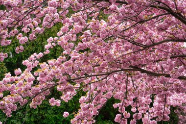 Pembe çiçekli kiraz ağacı İlkbaharda açan ağaç