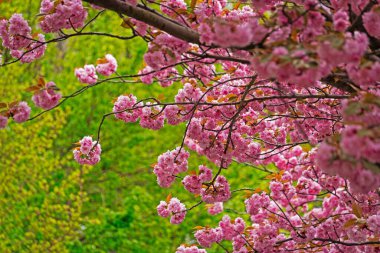 Pembe çiçekli kiraz ağacı İlkbaharda açan ağaç