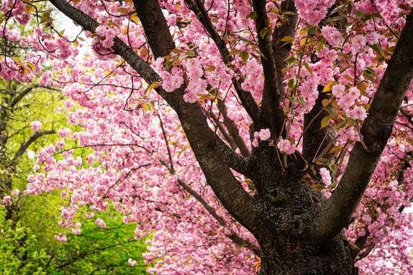 Kersenboom Met Roze Bloesem Boom Bloei Lente — Stockfoto