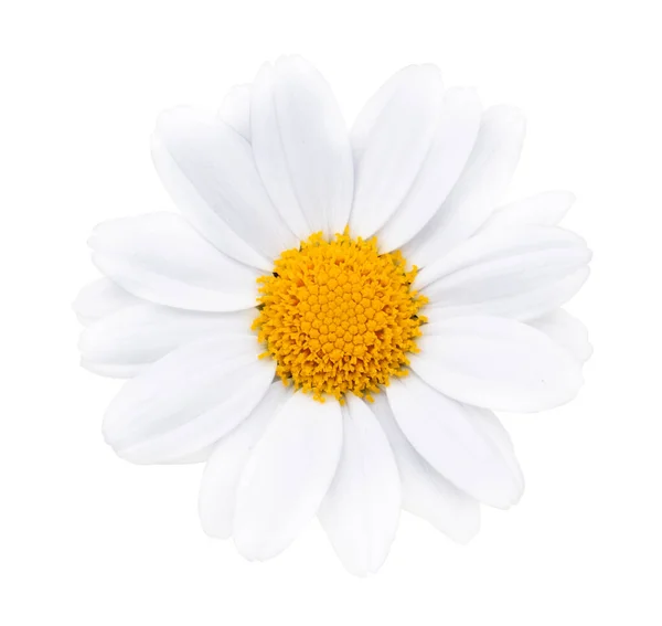 Daisy Flower Clipping Path Close Flor Isolada Com Fundo Branco — Fotografia de Stock
