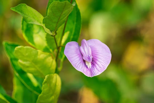 Flor Lemon Bush Primer Plano Flor Púrpura —  Fotos de Stock