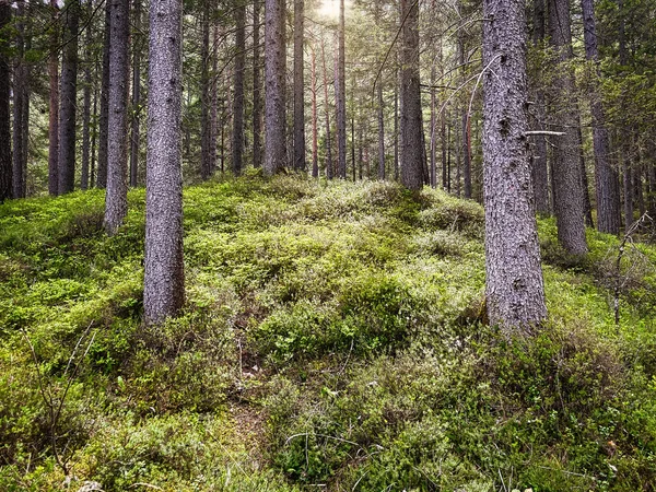 Coniferous Forest Woodland Trees Summer — Stock Photo, Image