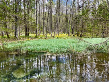 Riparian ormanı, ağaçların yansıması olan durgun su.