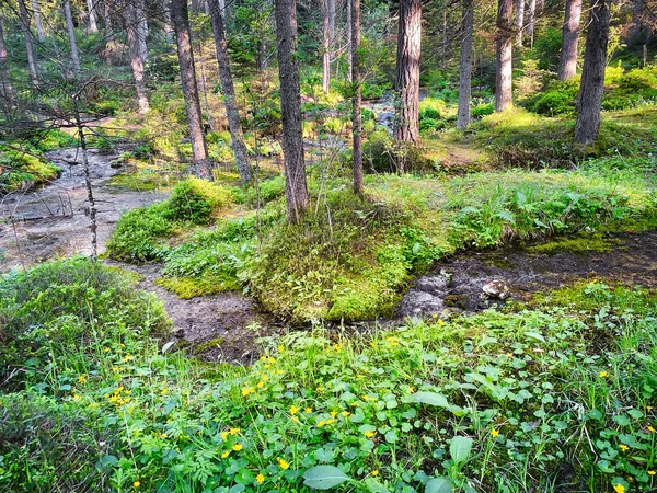 Wald Mit Bach Schmelzwasser Fließt Durch Wald — Stockfoto