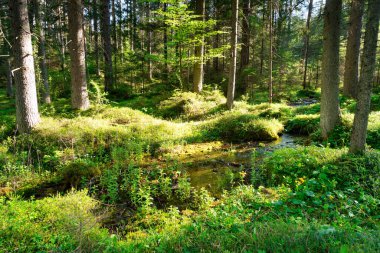 Akıntılı Orman, Ormandan akan erimiş su