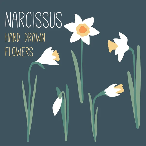 Narcissus设置。 花束简单，花朵洁白 — 图库矢量图片