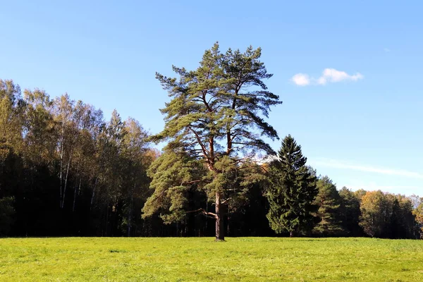 Yeşil bir tarlada yapayalnız bir çam ağacı bir yaz günü