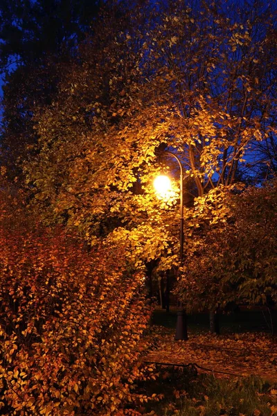 Žlutá Lucerna Noci Podzimní Uličce Parku — Stock fotografie