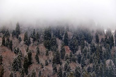 Kış ormanı bir dağ yamacında sisle kaplıydı.