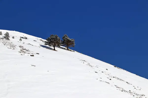 Χιονισμένη πλαγιά βουνού με δύο δέντρα και βαθύ γαλάζιο ουρανό — Φωτογραφία Αρχείου