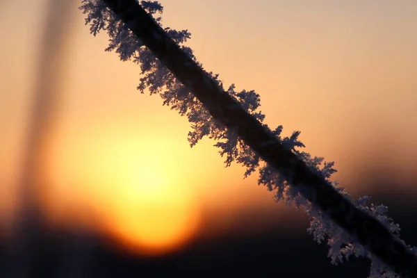 Branche d'arbre couverte de givre blanc gros plan sur un fond de coucher de soleil — Photo