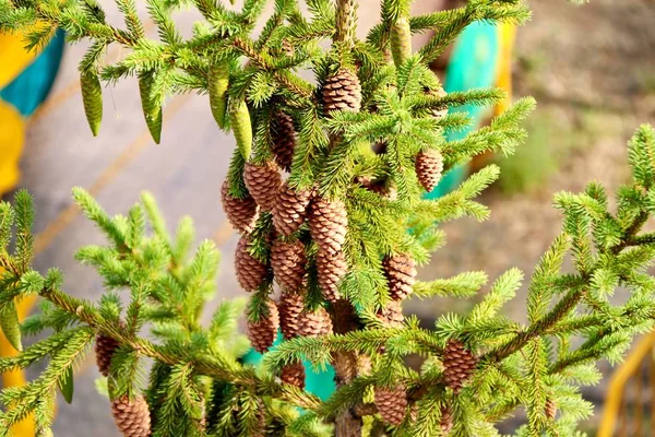 Ramos de abeto com agulhas verdes e muitos cones. Fundo de ramos de abeto verde com cones . — Fotografia de Stock