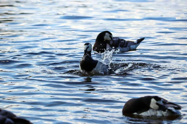 Siyah ve beyaz kazlar gölde yüzer, su sıçratır.