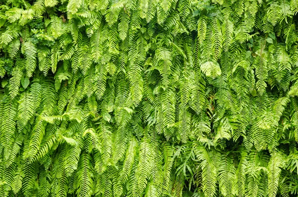 Fern voor achtergrond — Stockfoto