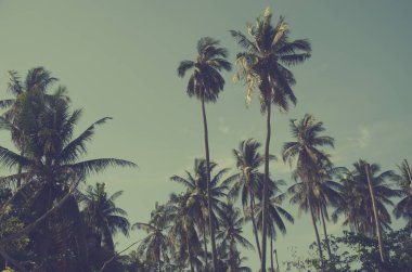 Hindistan cevizi ağacı Vintage