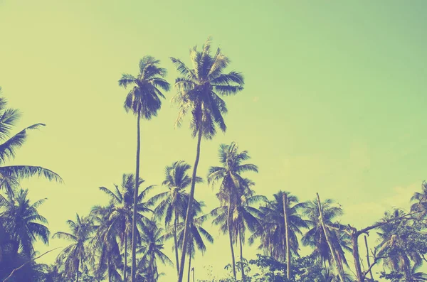 Kokosnöt träd Vintage — Stockfoto