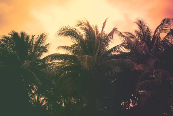 Vintage coconut palmbomen — Stockfoto