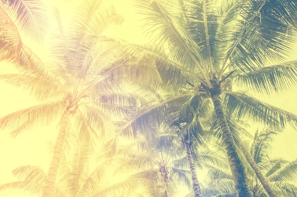 Vintage Hindistan cevizi palmiye ağaçları — Stok fotoğraf