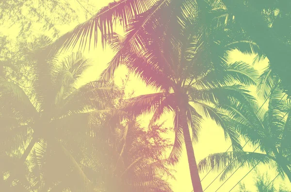 Vintage coconut palmbomen — Stockfoto