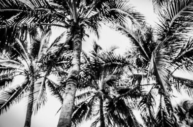 avuç içi Hindistan cevizi ağacı