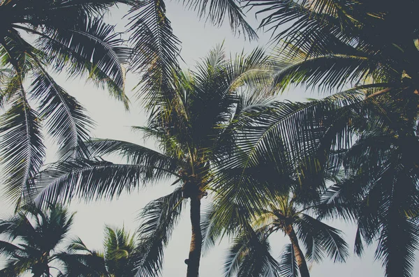 Palms träd vintage — Stockfoto