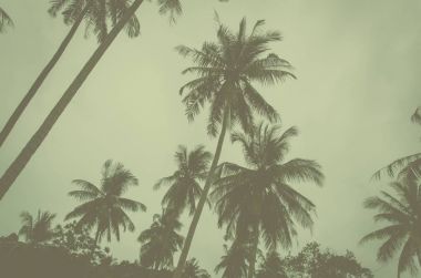 palmiye ağacı vintage