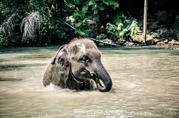 Baby elephant water