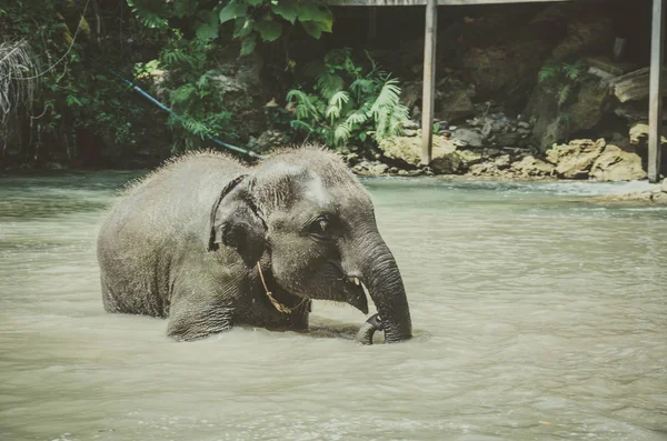 Baby elephant water