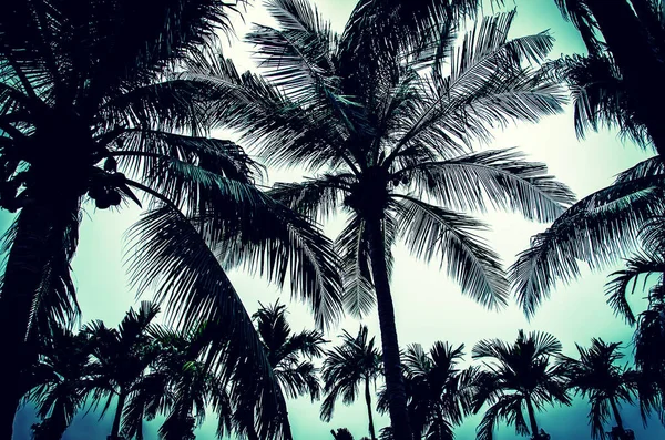 Palmiye ağacı vintage — Stok fotoğraf