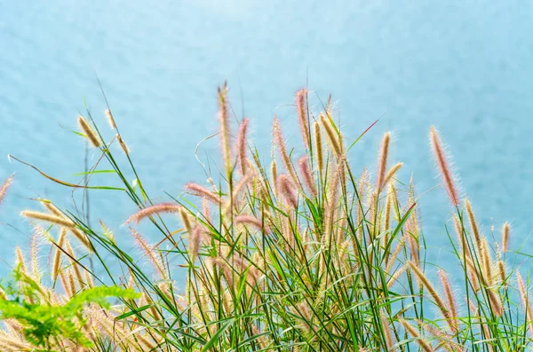 Grass flower vintage — Stock Photo, Image