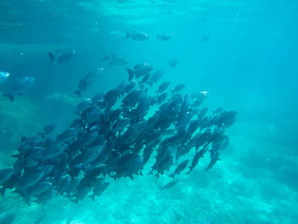 Fish under the sea — Stock Photo, Image