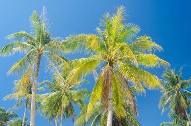 Palm ağaçlar mavi gökyüzü
