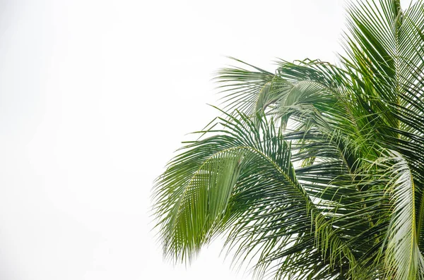 Palmen weißer Hintergrund — Stockfoto