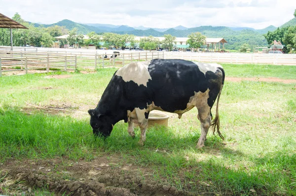 Leche Vaca Prado Verano — Foto de Stock